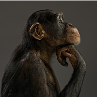 Chimps Don’t Have the Same Legal Rights as People, Judge Rules