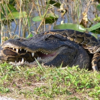 Pythons Battling Alligators for Control of Everglades