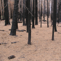 Utility Company Pays $50 Million for Causing Fires in National Forests
