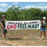 Maui Votes to Halt Genetically Modified Crop Cultivation; Monsanto and Dow Sue