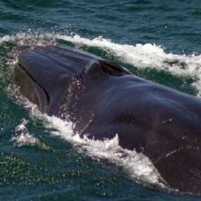 Oil Exploration vs. Whales in Gulf of Mexico