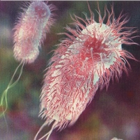 USDA Criticizes Ground Beef Testing for E. Coli