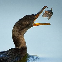 Federal Court Allows Army Corps of Engineers to Continue Slaughter of 10,000 Aquatic Birds to Protect Salmon