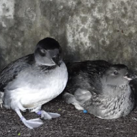 Dead and Dying Seabirds Washing Up along West Coast
