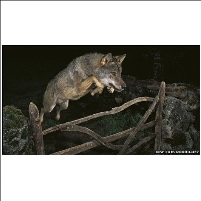 Winning Wildlife Photographer Disqualified for Using Trained Wolf