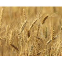 Merger of Flour Milling Giants Gets Provisional Approval