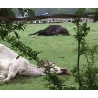 Is Fracking Contaminating U.S. Livestock?