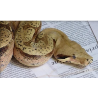 U.S. Repatriates U.S.-Born Orphans to Brazil (Note: They’re Boa Constrictors)