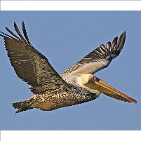 10 Animals Most Threatened by BP Oil Spill