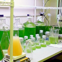 Pentagon May Turn to Algae to Replace Oil