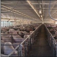 Swine Flu: Is a U.S. Company Responsible?