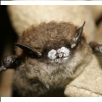 If You Think Times Are Tough for Pigs, Try Being a Bat