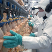 Objection to USDA Plan Allowing Poultry Producer Self-Inspection Spreads to Congress