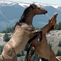 Federal Court Refuses to Oppose Wild Horse Roundup…Because It Already Happened