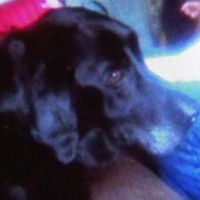 Should Service Dogs be Allowed to be Buried in Military Cemeteries?