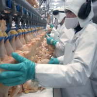 Agriculture Dept. Refuses to Divulge Details of New Poultry Inspection Rule