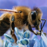 Blamed for Bee Population Collapse, Monsanto Buys Bee Collapse Research Group