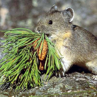 50,000 Plant and Animal Species Threatened by Loss of Their Natural Habitats from Climate Change