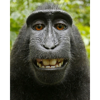 Monkey Should Own Copyright to His Selfie, Argues Primate Expert in Case Appeal
