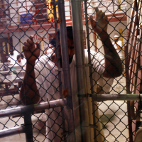 Limitations Imposed on Mental Health Treatment of Guantánamo Detainees Renders Care Ineffective