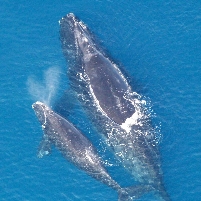 Navy Settles Lawsuit with Whales