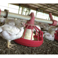Top U.S. Chicken Supplier Tyson to Stop Using Antibiotics in its Poultry