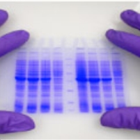 Holder Reverses Bush Policy of Trading Lighter Sentences for DNA Waivers