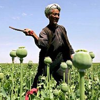 U.S. Leaves behind a Booming Opium Market as it Exits Afghanistan