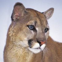 Fired for Reporting Illegal Killing of Mountain Lions