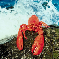 U.S. Lobster Industry Accuses Sweden of Feigning Disease Concerns to Hide Big-Business Motives