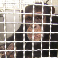 Government Retires 110 Chimpanzees from Invasive Research