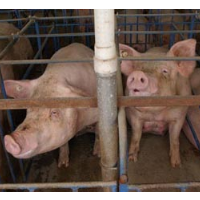 Chinese Bid to Buy Largest U.S. Slaughterhouse Company