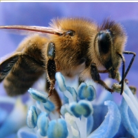 What Killed the Honeybees, Fungus or Pesticides?