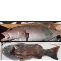 Fish Get Skin Cancer from Sun Under Ozone Hole