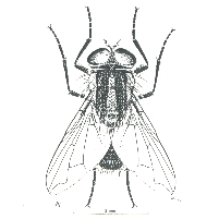 Pentagon Declares War on Insects