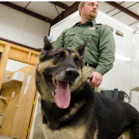 Overworked Guard Dogs Put Tennessee Nuclear Facility at Risk