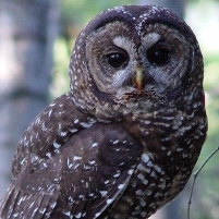 Environmental Groups Sue Forest Service Over Phony Emergencies