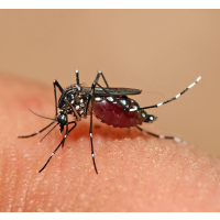 Global Warming Nurtures Infectious Disease Outbreaks
