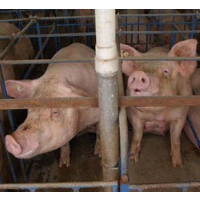 Hundreds in North Carolina File Complaints over Hog Waste