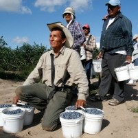 Farmers Feel the Pinch of Dwindling Migrant Labor