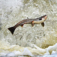 Northeastern Marine Life Found Vulnerable to Climate Change