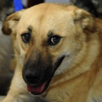 Animal Shelter Killed War Hero Dog
