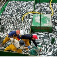 Lawsuit Accuses Obama Administration of Endangering Gulf of Mexico Fish by Allowing Industrial Fish Farming in Federal Waters