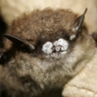 Trouble in the Bat World Means Trouble for U.S. Food Supply