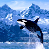 Scientists Say SeaWorld’s Orca Breeding Ban Will Deny Research to Help Whales in the Wild