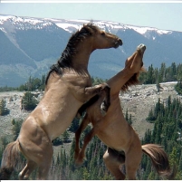 Judge Blasts Bureau of Land Management for Using Email Error as Excuse to Ignore Evidence in Wild Horse Killing Case