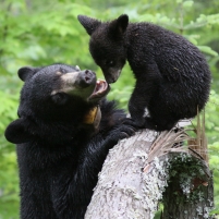 World Famous Bear Killed by Minnesota Hunter