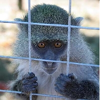 Indian State Proposes Rehab School for Delinquent Monkeys