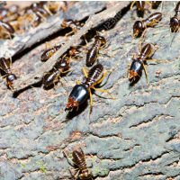 $2 Billion in Annual Damage to U.S. Forests Caused by Insects Arriving in Overseas Cargo