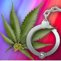 Marijuana Arrests in California Target Blacks and Latinos